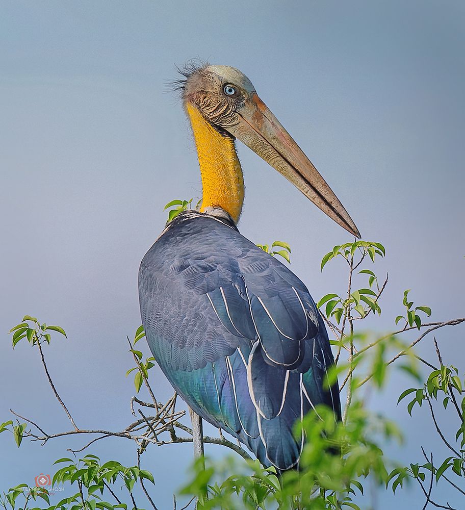 Lesser Adjutant art print by Indranil Ghosh for $57.95 CAD