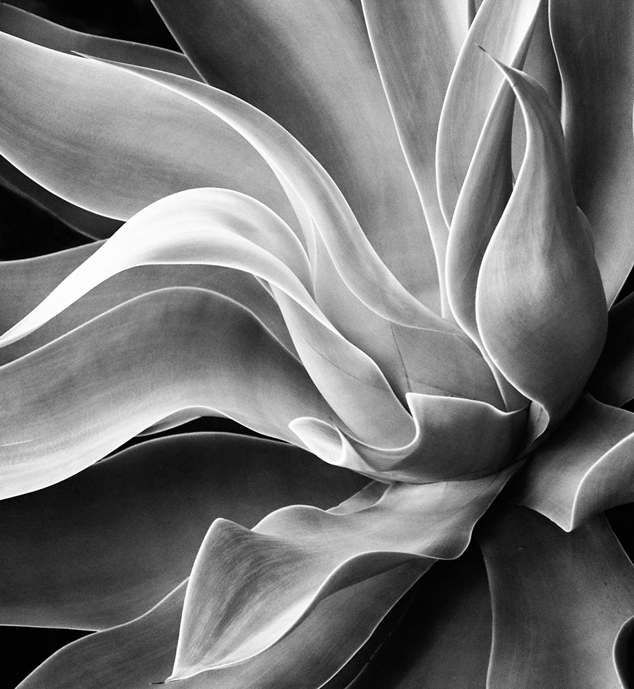 Agave Abstract, Summer 2022 art print by Robin Wechsler for $57.95 CAD