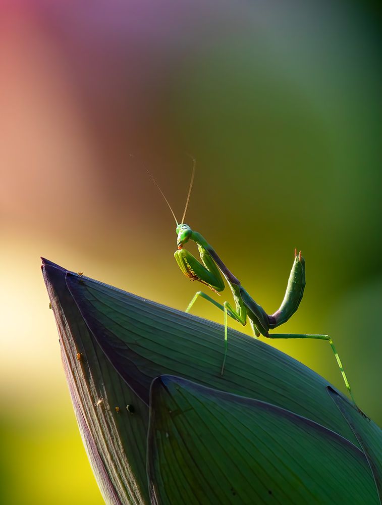 Mantis art print by Johnson Huang for $57.95 CAD