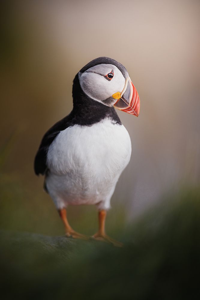 Puffin Posing In The Late Night Sun art print by Magnus Renmyr for $57.95 CAD