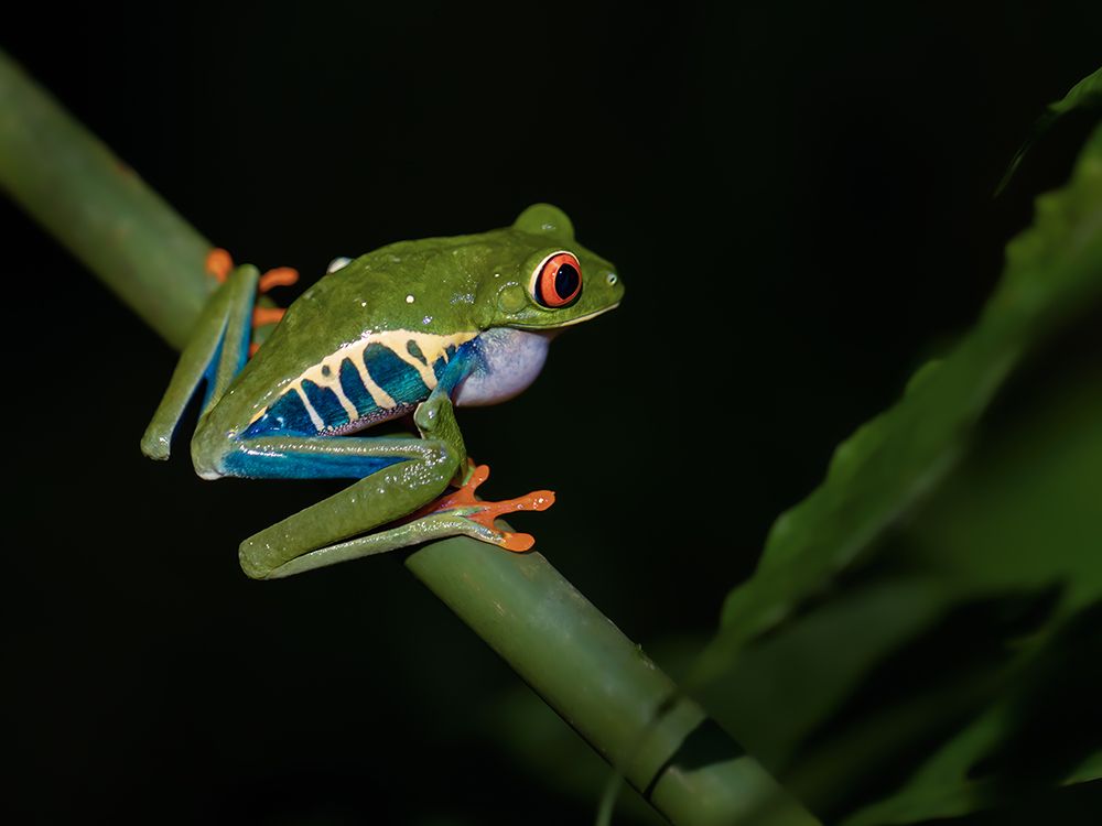 Red-Eyed Tree Frog art print by Xiaohong Zhang for $57.95 CAD