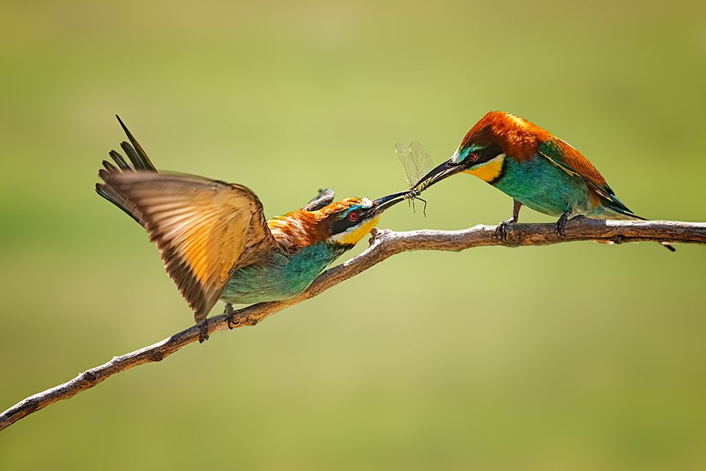 Bee-Eaters Interaction art print by Siyu And Wei for $57.95 CAD