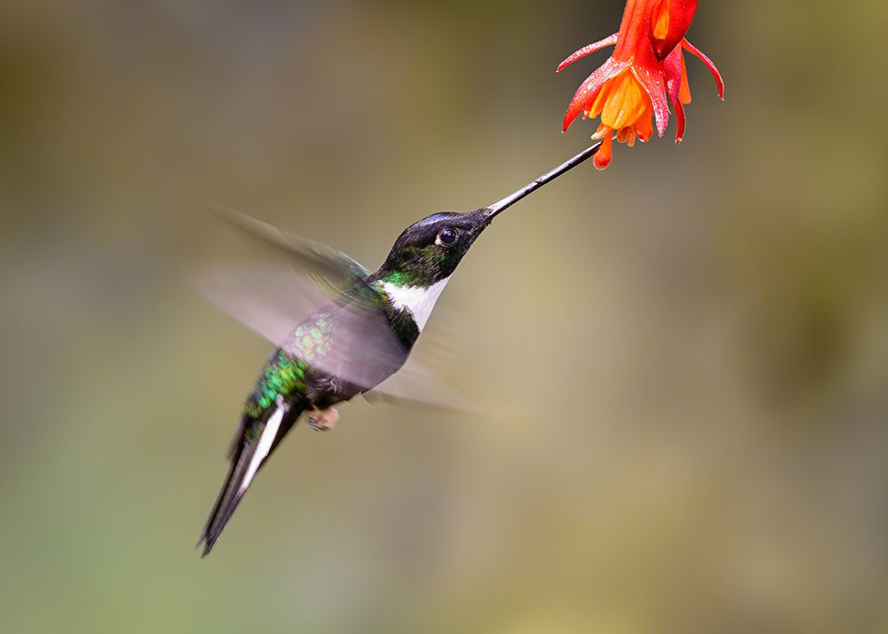 Slow Motion Of A Humming Bird art print by Siyu And Wei for $57.95 CAD
