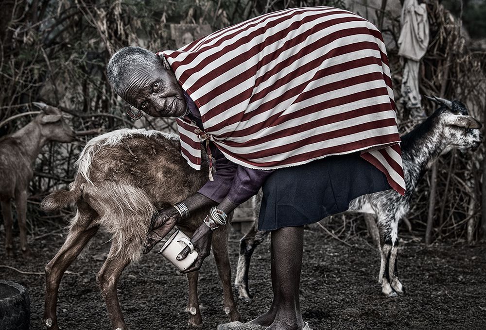 Ilchamus Tribe Woman Milking A Goat - Kenya art print by Joxe Inazio Kuesta for $57.95 CAD