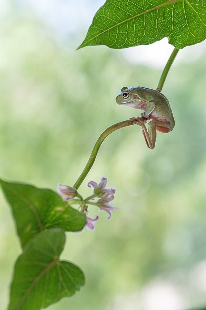 Curious Tree Frog art print by Summer2016 for $57.95 CAD