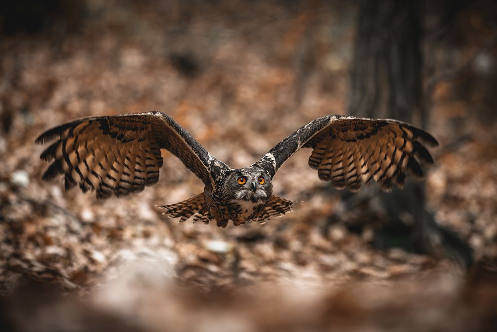 The Eurasian Eagle-Owl (Bubo Bubo) art print by Jan Rozehnal for $57.95 CAD
