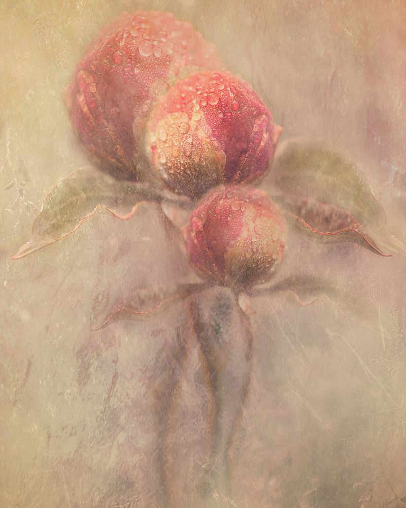 Peonies art print by Kristina Zvinakeviciute for $57.95 CAD