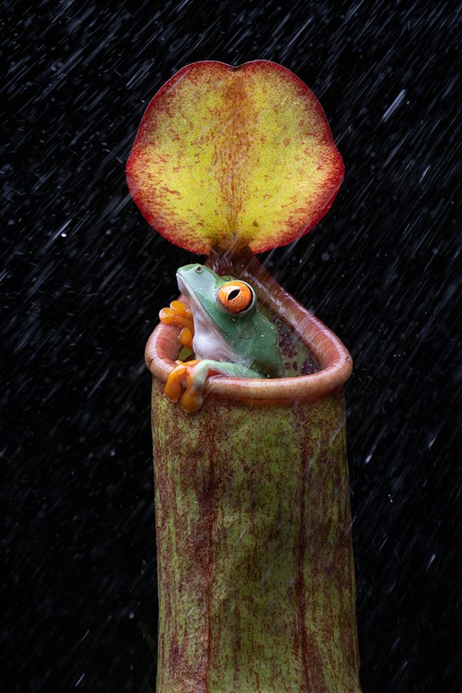 The Frog And Nepenthes art print by Ajar Setiadi for $57.95 CAD