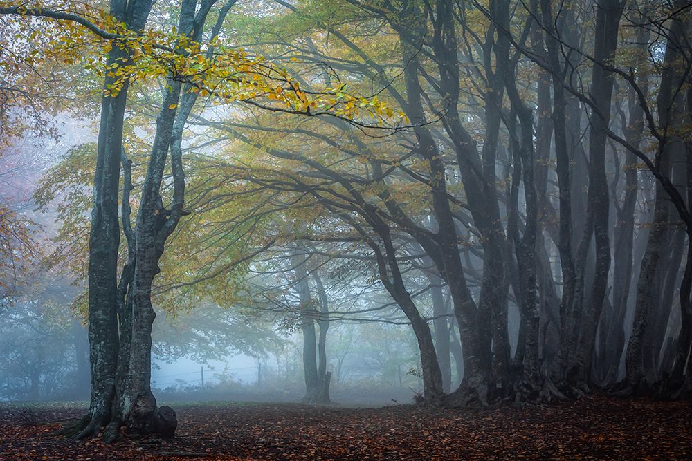 Trees In The Fog art print by Sergio Barboni for $57.95 CAD