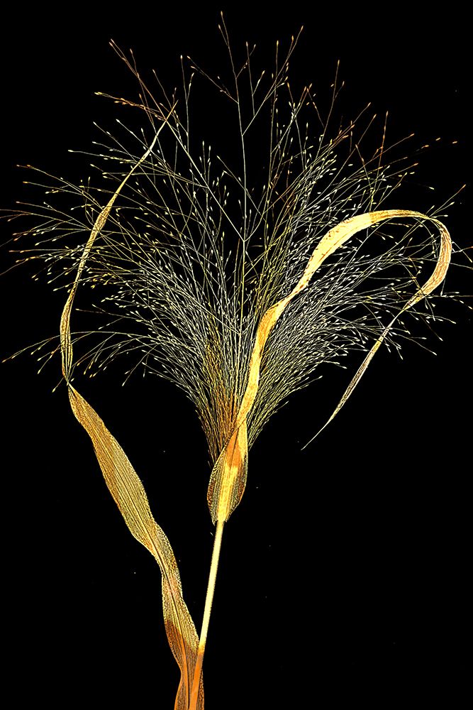 Golden Grass art print by Saskia Dingemans for $57.95 CAD