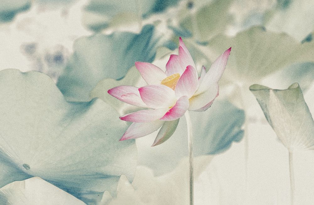 Pictorial_Lotus art print by Yanny Liu for $57.95 CAD