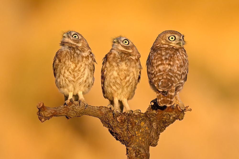 Trio (2) art print by Pablo Rudaeff for $57.95 CAD
