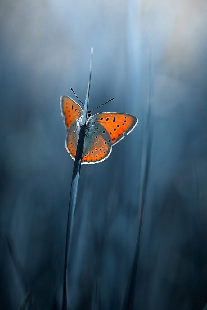 shy butterfly art print by Andrii Kazun for $57.95 CAD