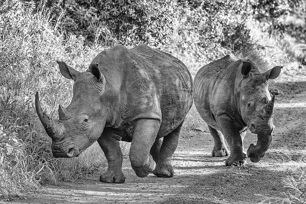 The Two Rhinos - Wildlife III art print by Regine Richter for $57.95 CAD