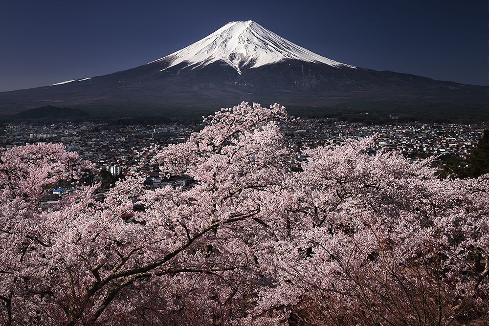 Fujiyama A Sakura art print by udataro for $57.95 CAD