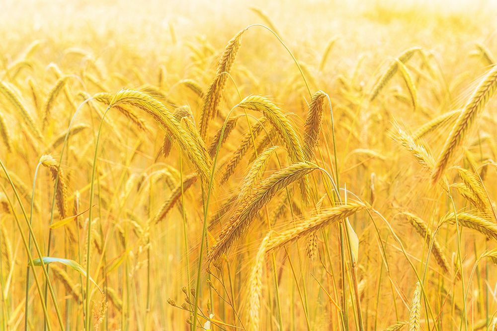 Harvest Time art print by Michael for $57.95 CAD