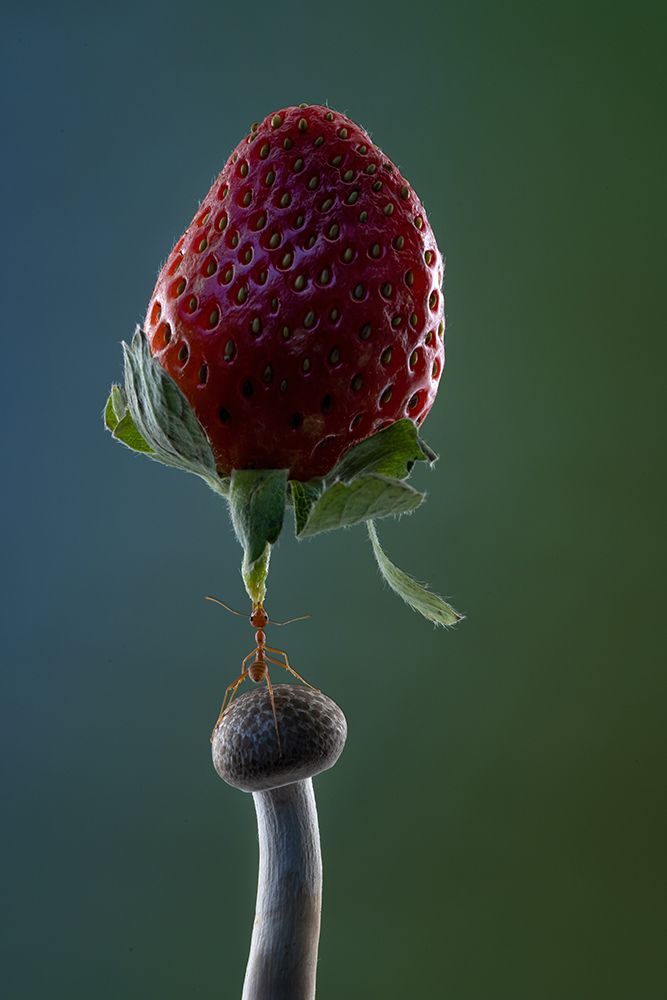 Mighty Ant Lift-Up A Strawberry art print by Lisdiyanto Suhardjo for $57.95 CAD