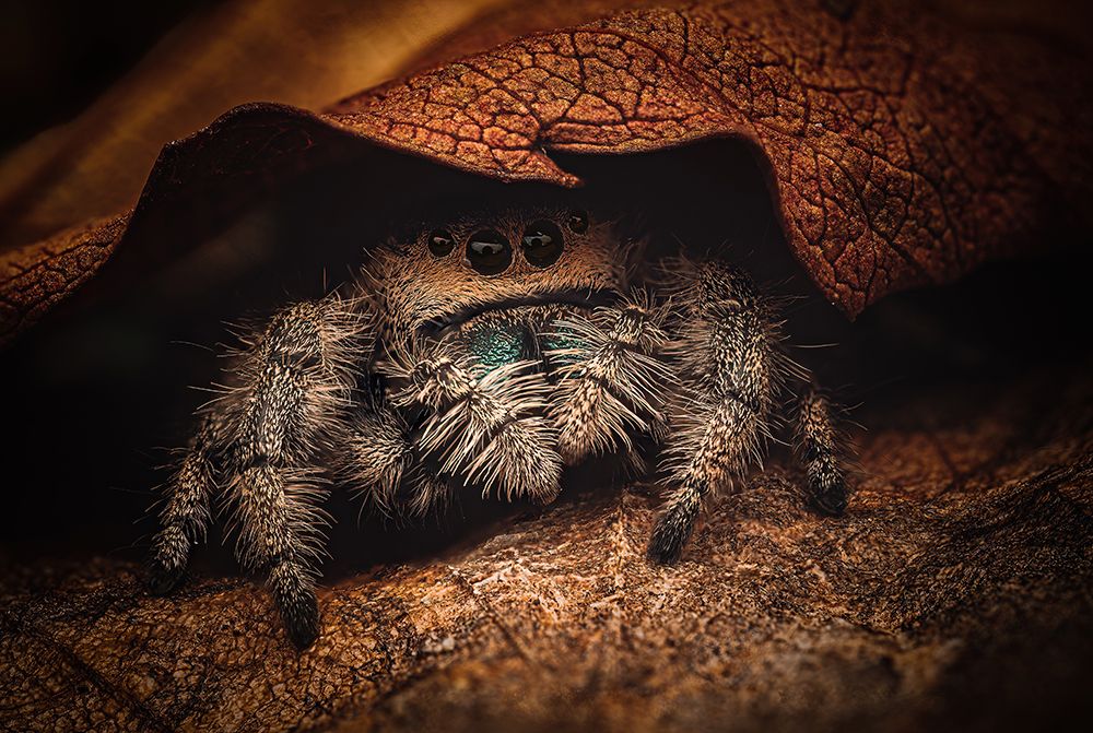 Phidippus Regius art print by Jan Rozehnal for $57.95 CAD