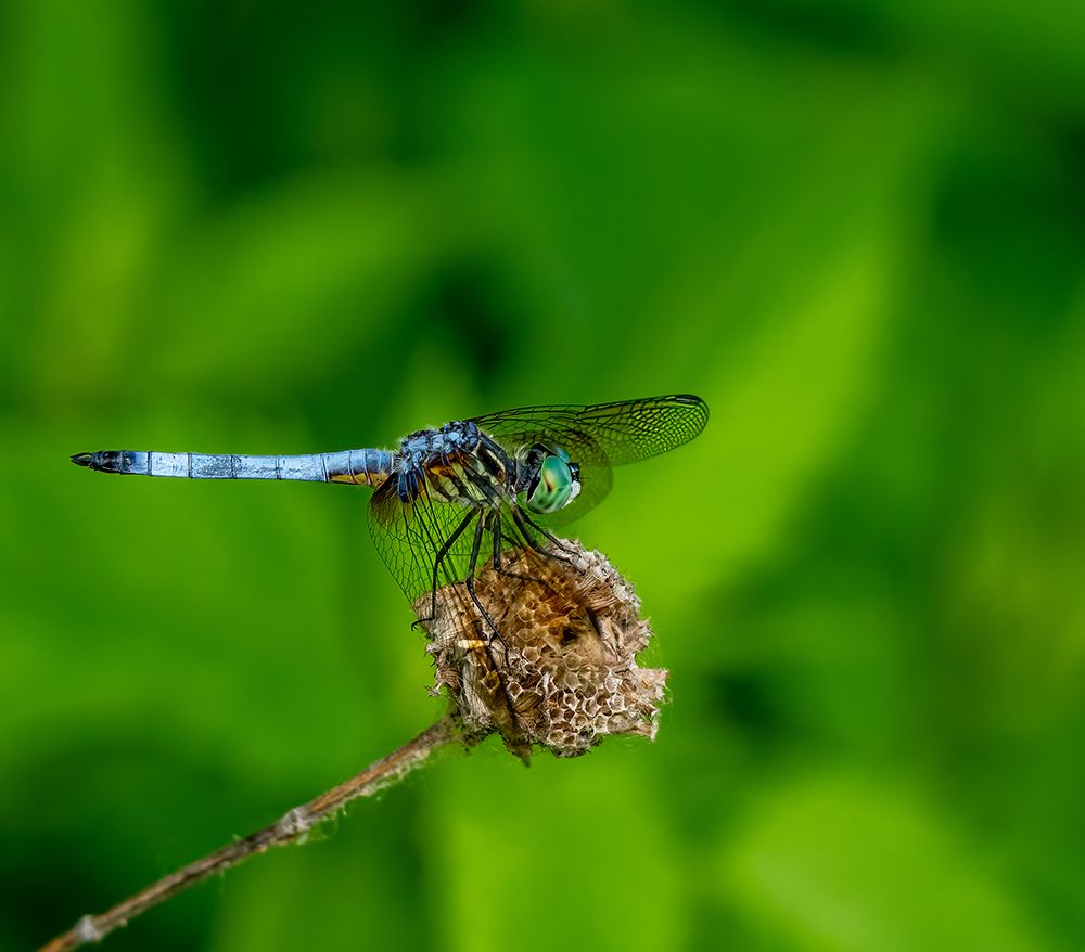 Blue Dasher Dragonfly art print by Steven Haddix for $57.95 CAD