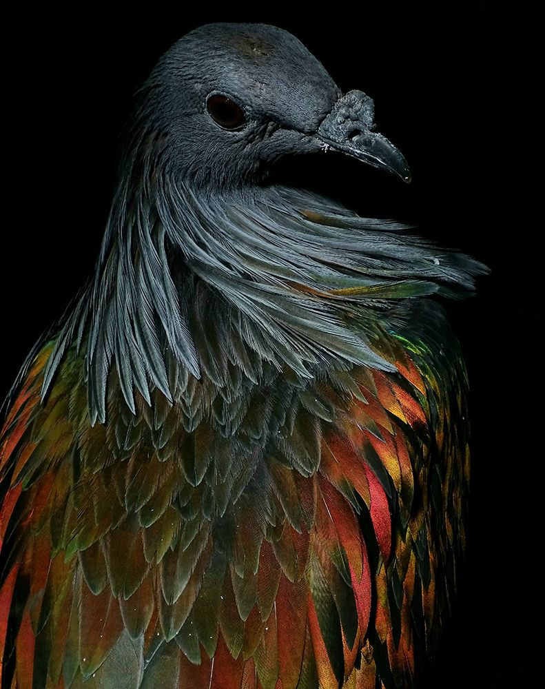 Nicobar Pigeon art print by Ivan Lesica for $57.95 CAD