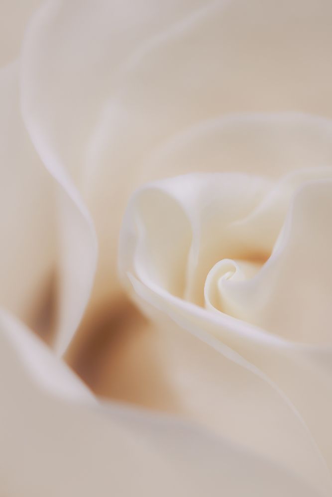Soft Dreamy White Rose art print by Hblee for $57.95 CAD