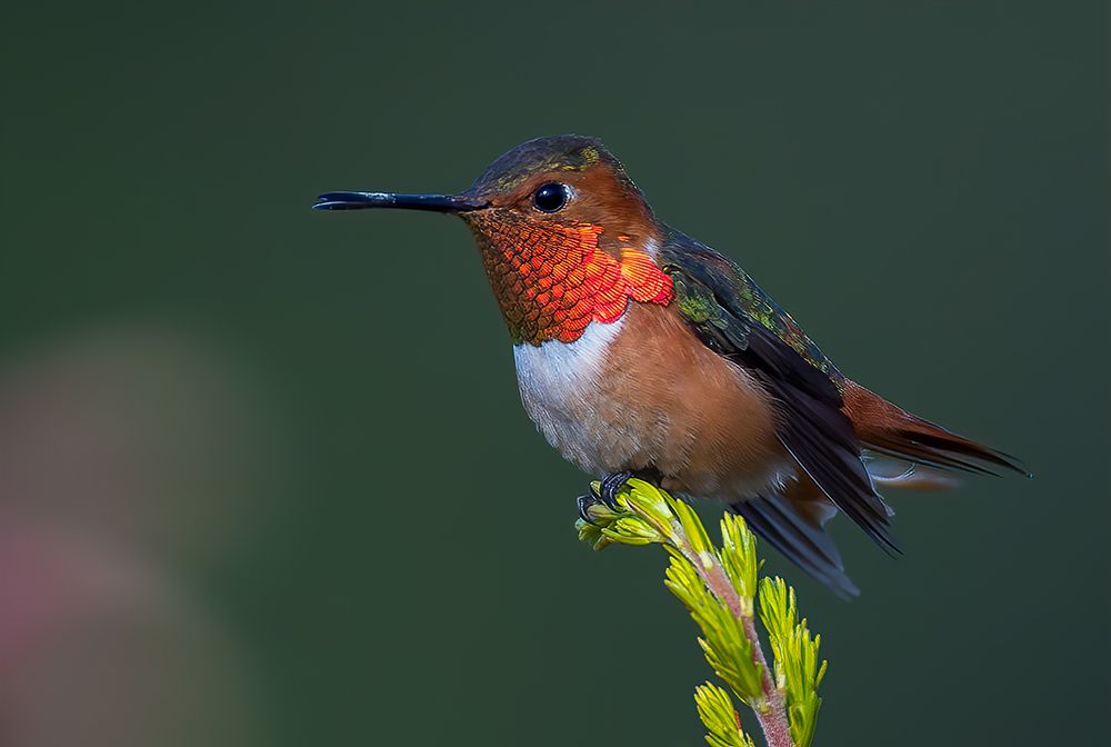 Hummingbird art print by Johnson Huang for $57.95 CAD