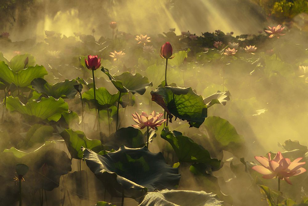 Summer lotus art print by Mei Shi for $57.95 CAD