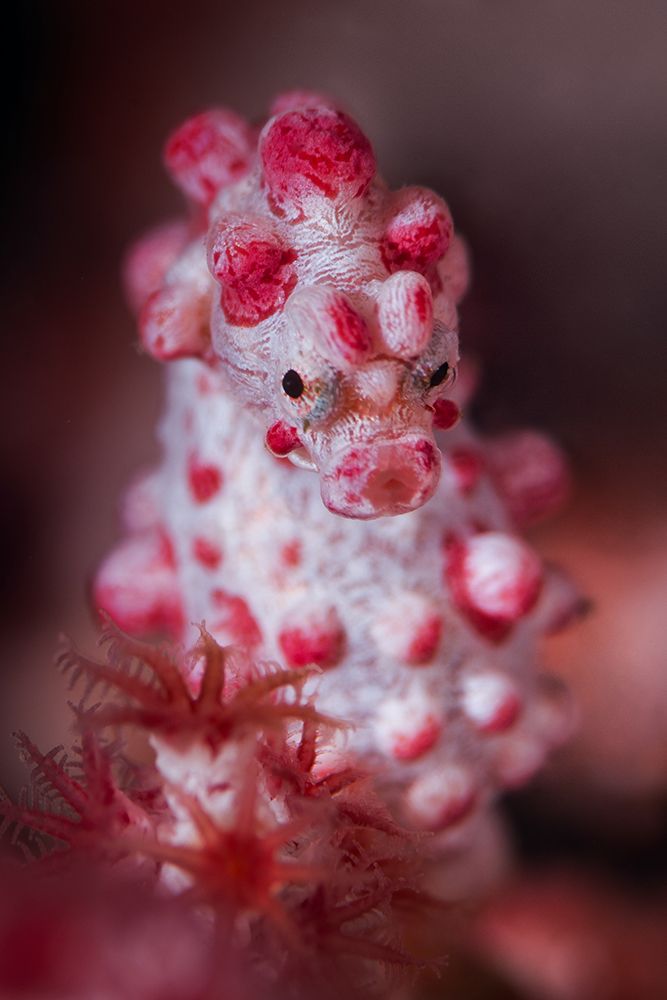 Pygmy Seahorse art print by Cedric Peneau for $57.95 CAD