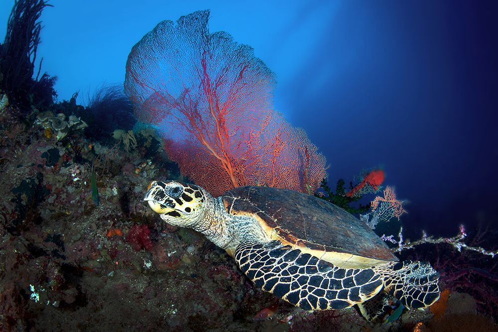 Hawksbill Turtle art print by Cedric Peneau for $57.95 CAD