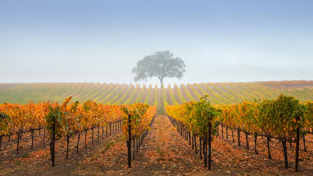 A Tree In A Vineyard art print by Dianne Mao for $57.95 CAD