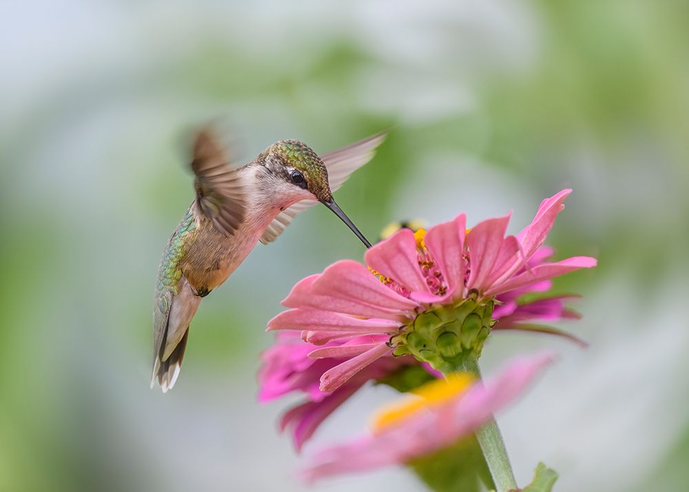 Juvenile Ruby-Throated Hummingbird art print by Li Chen for $57.95 CAD