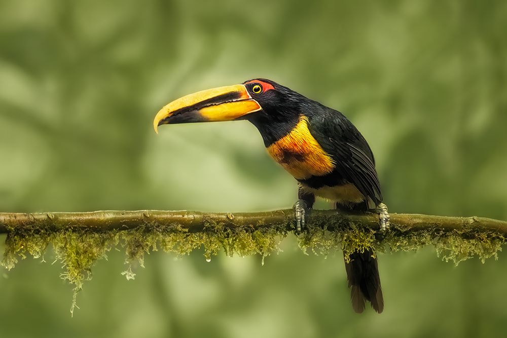 Crimson-Rumped Toucan art print by Siyu And Wei for $57.95 CAD