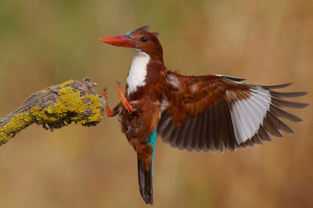 White Throated Kingfisher art print by David Manusevich for $57.95 CAD