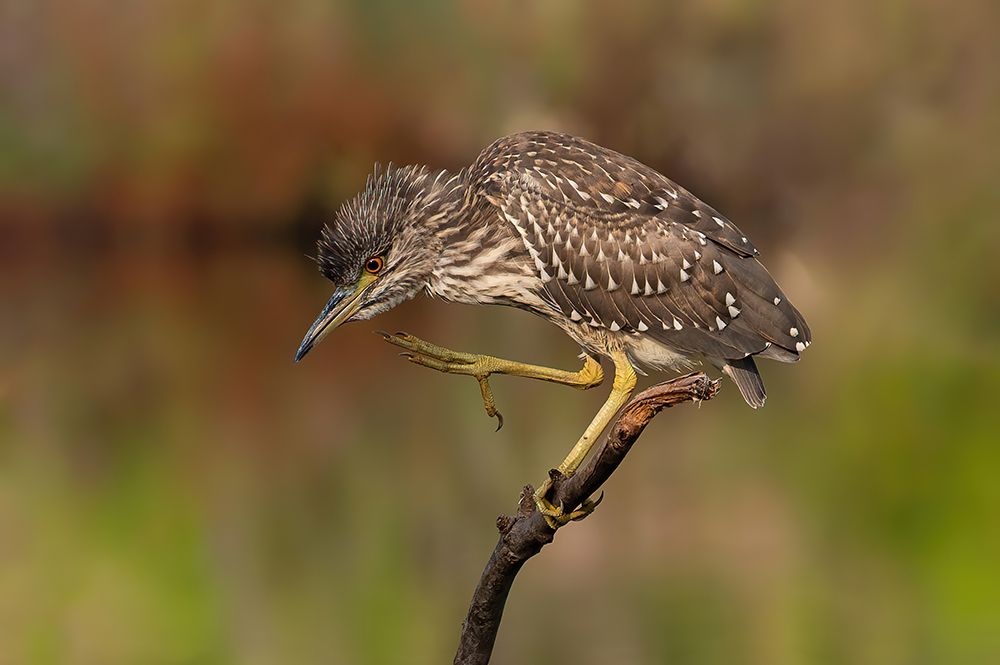 Young Night Heron art print by Guy Wilson for $57.95 CAD