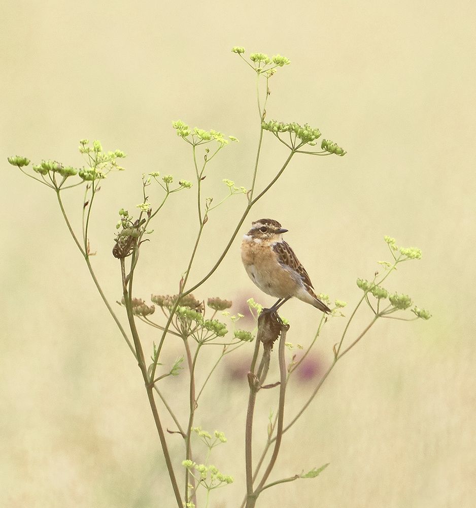 Whinchat art print by Mati Puum for $57.95 CAD