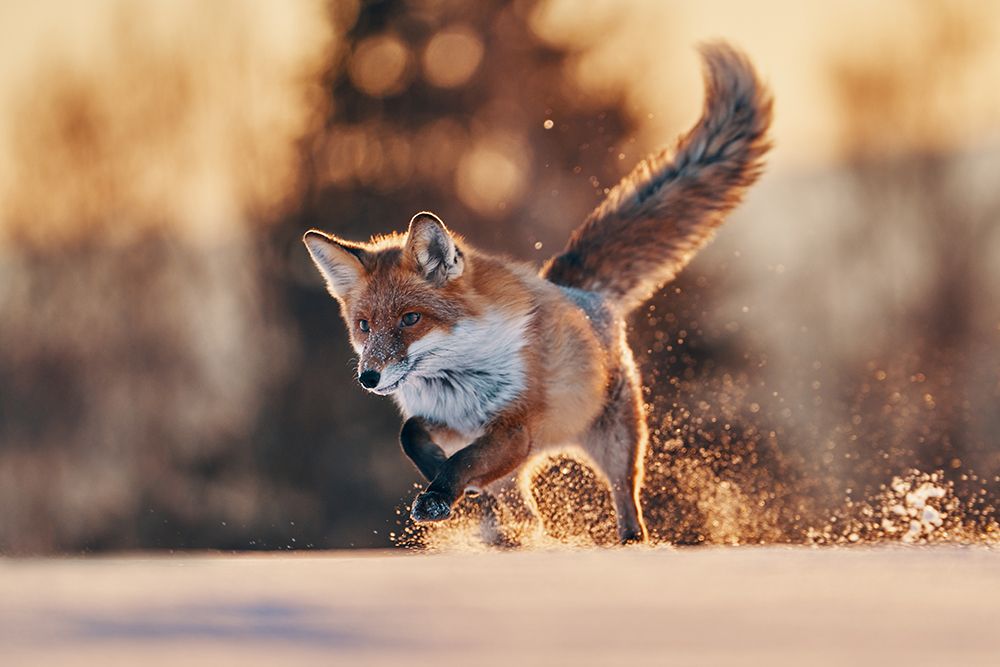 Snowy Sunset With Red Fox art print by Lukas Furch for $57.95 CAD