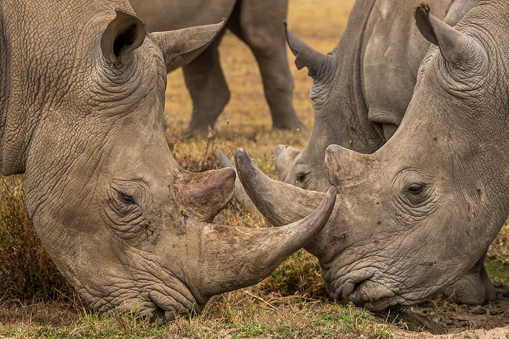 White Rhinos Close Up art print by Venkata Ratna Prem for $57.95 CAD