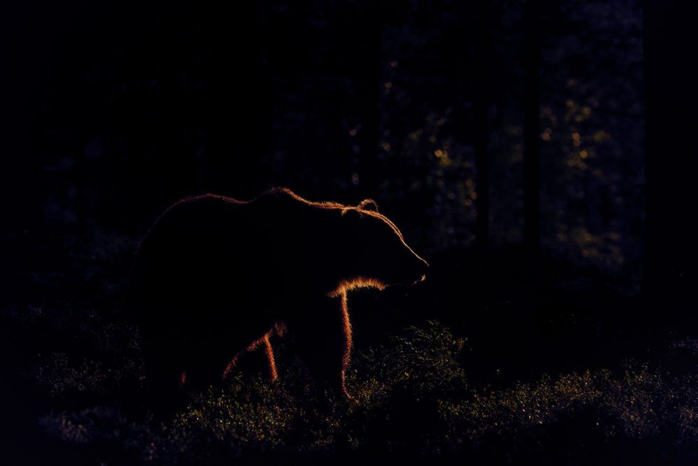 Brown Bear In Backlight art print by Larissa Rand for $57.95 CAD