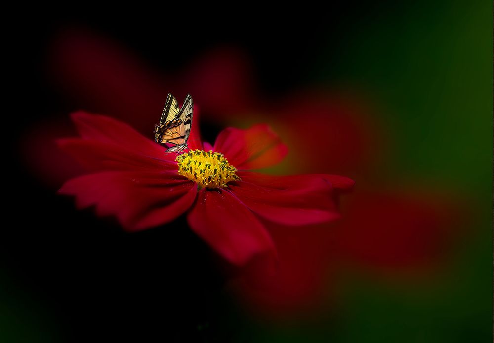 Butterfly Love Flower art print by Yuzheng Ren for $57.95 CAD