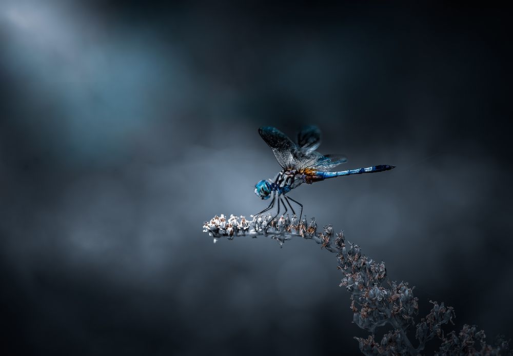 Just Landed art print by Atul Saluja for $57.95 CAD