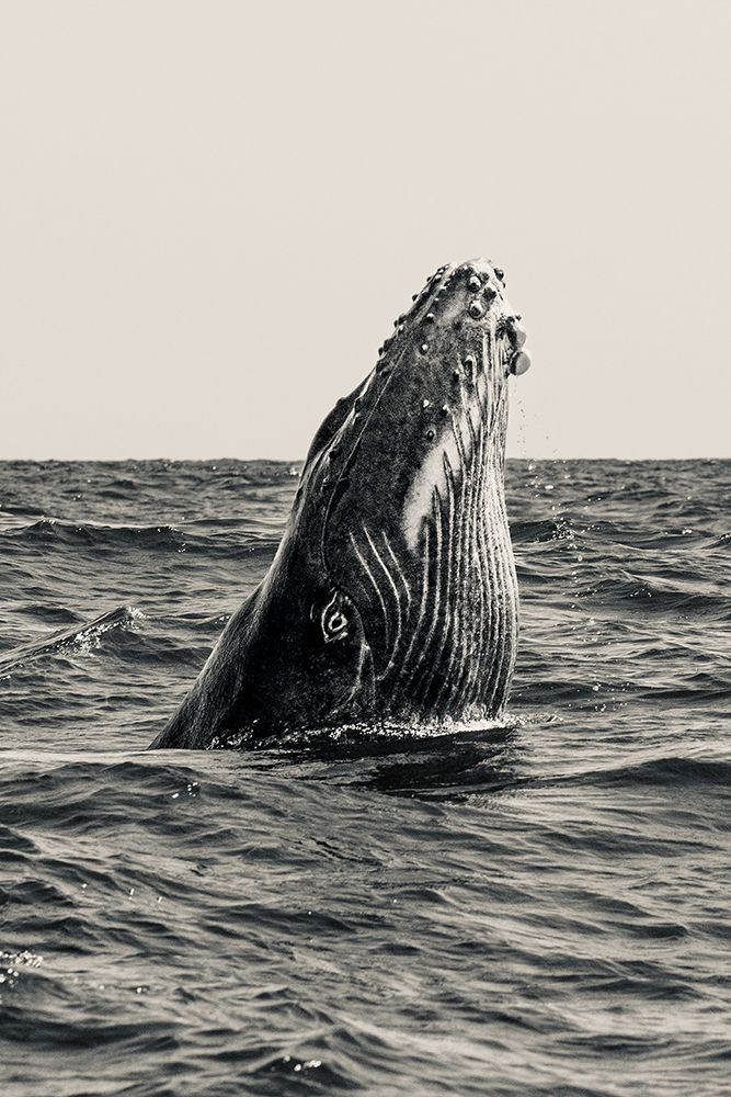 Secret Of Whale art print by Serge Melesan for $57.95 CAD