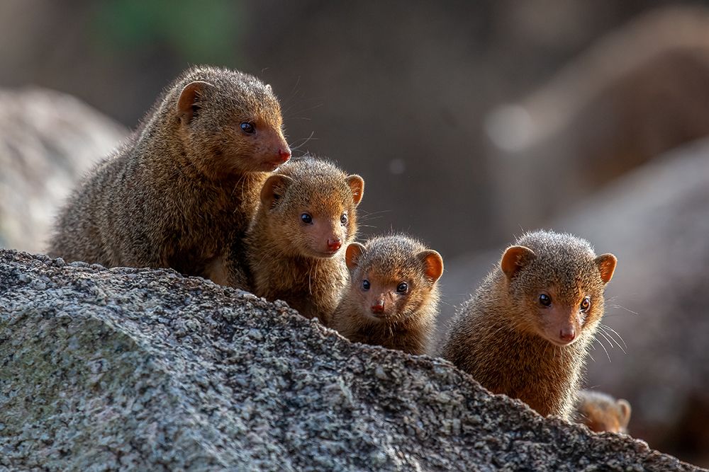 Dwarf Mongooses art print by Alessandro Catta for $57.95 CAD