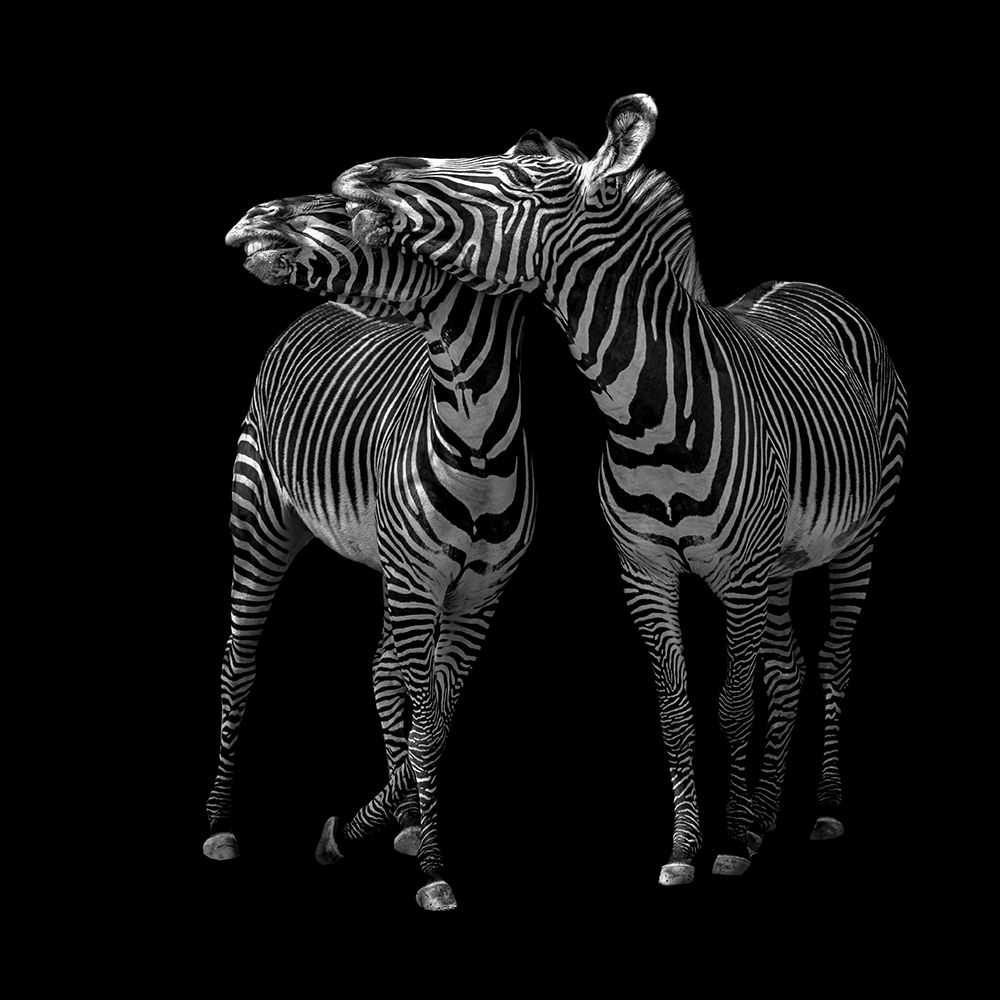 Zebras Dance art print by Georgios Tsikiridis for $57.95 CAD