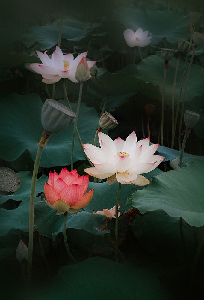 Lotus art print by Youngil Kim for $57.95 CAD