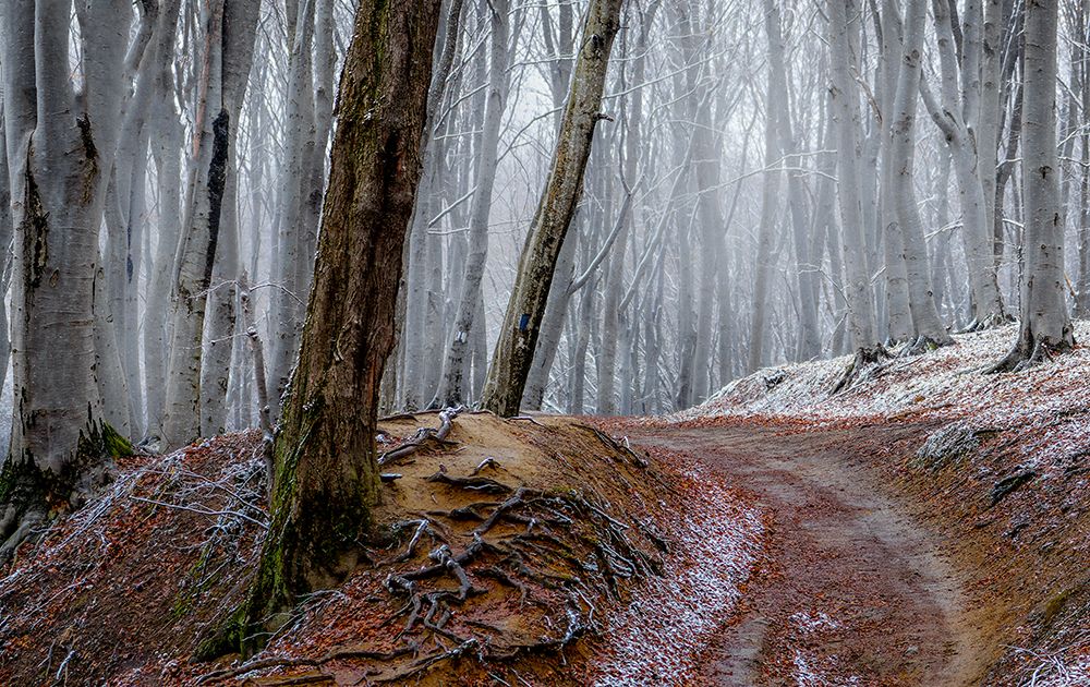 Forest Between Fall And Winter With Rusty Leaves And A Leading Path art print by Vio Oprea for $57.95 CAD