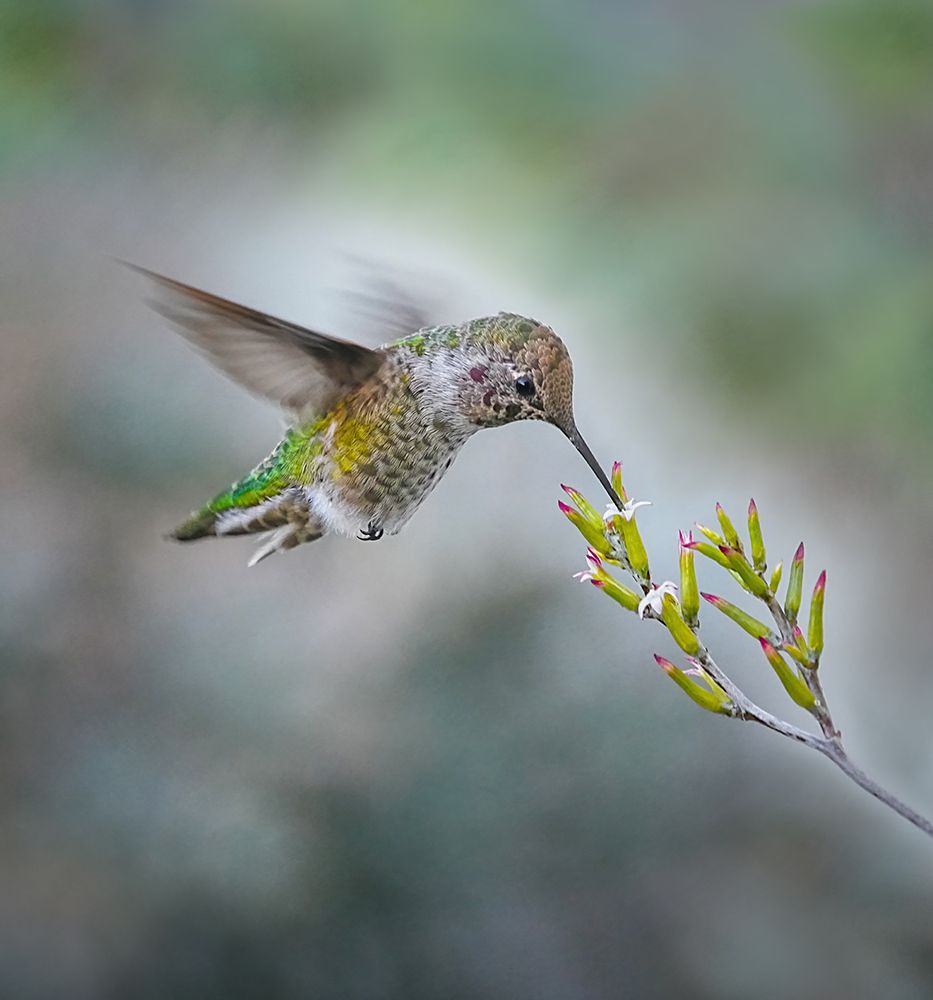 Small Hummingbird And Tiny Flower art print by Xiaojian Huang for $57.95 CAD