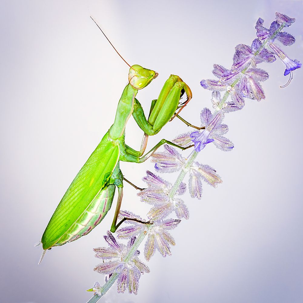 Praying Mantis On Russian Sage art print by Benton Murphy for $57.95 CAD