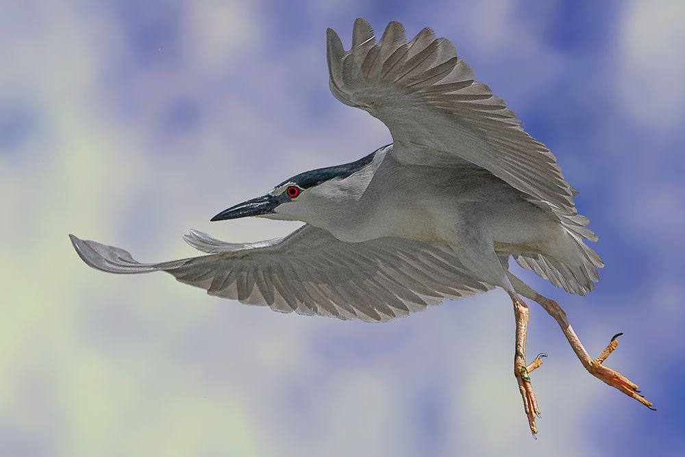 Night Heron Dance art print by Dr. Eman Elghazzawy for $57.95 CAD