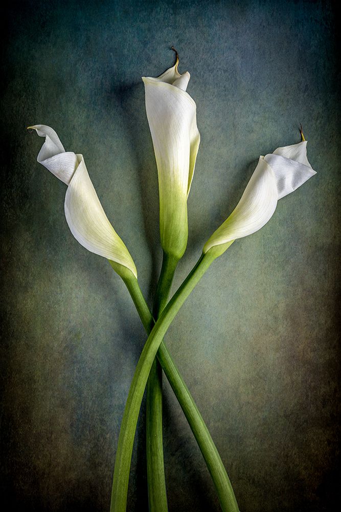 Tower Of Calla art print by Matthew Berberich for $57.95 CAD