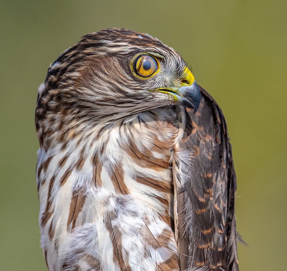 Hawk-Eye art print by Abhinav Sharma for $57.95 CAD